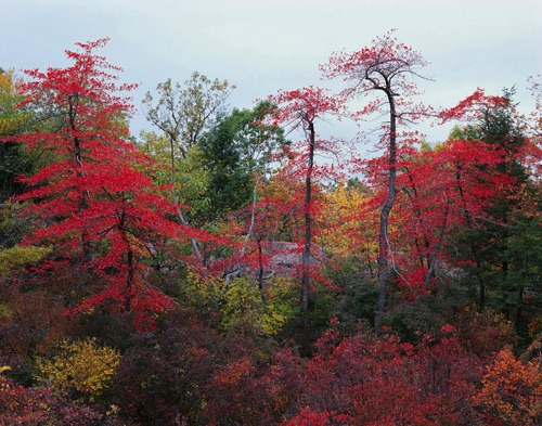 Black Gum Trees, Bearfort Mountain, Wawayanda State Park, NJ (MF).jpg